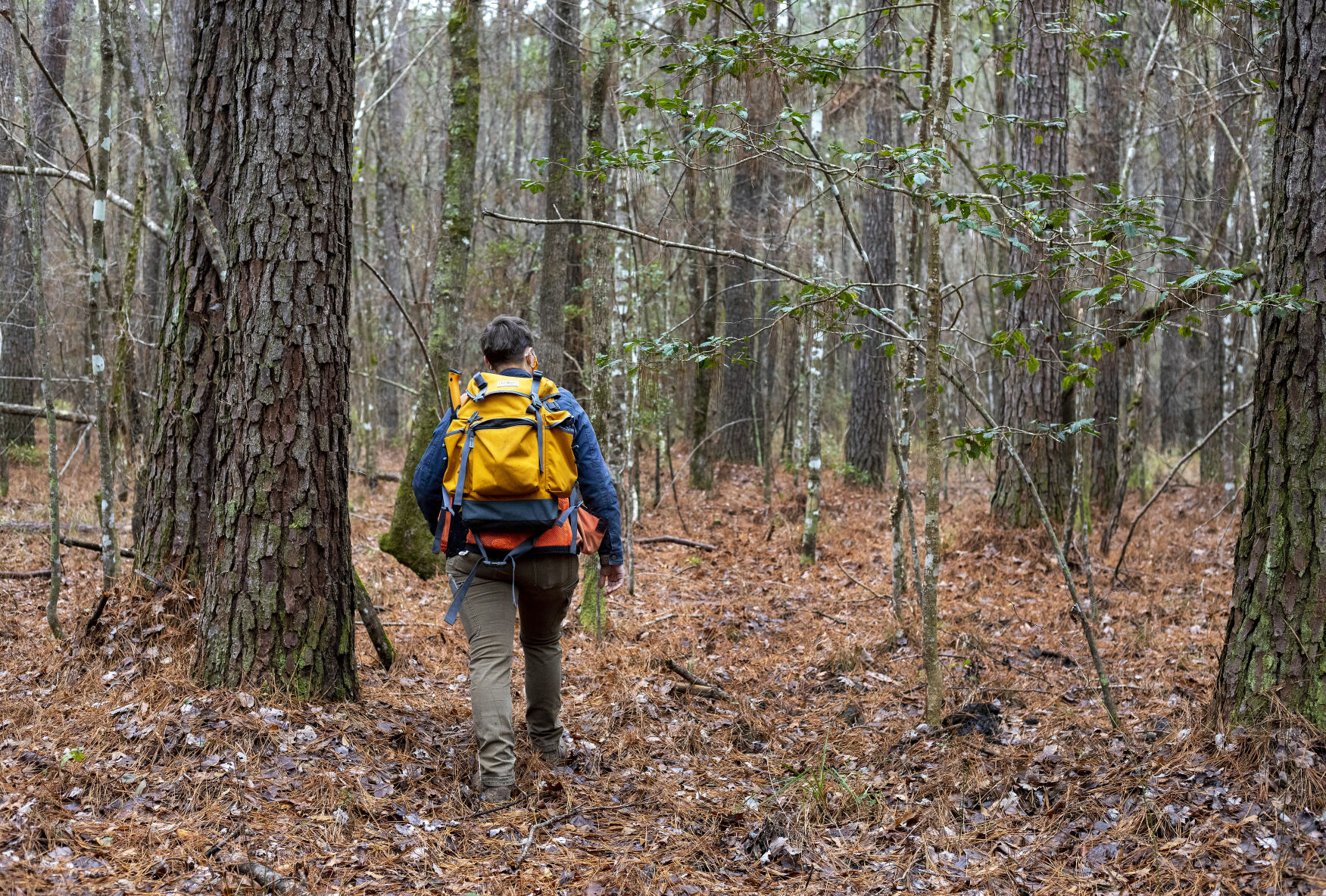 big woods.jpg